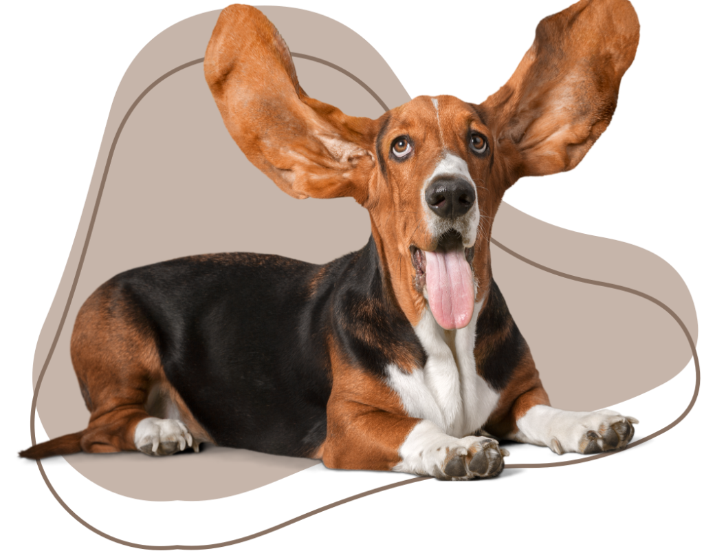 Vetsy - No son mascotas, son familia